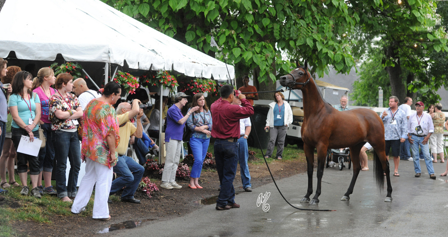2013 Barn Party and Presentation: Arabians Ltd knows how to throw a PARTY!!
