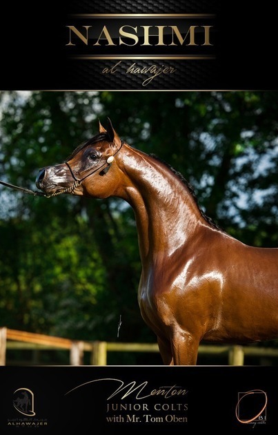 MENTON ARABIAN HORSE CHAMPIONSHIP NEWS