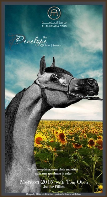 MENTON ARABIAN HORSE CHAMPIONSHIP NEWS