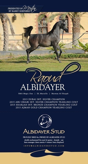 MENTON ARABIAN HORSE CHAMPIONSHIP NEWS