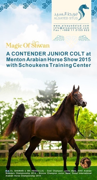 MENTON ARABIAN HORSE CHAMPIONSHIP NEWS