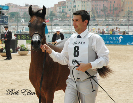 2015 MENTON ARABIAN HORSE CHAMPIONSHIPS