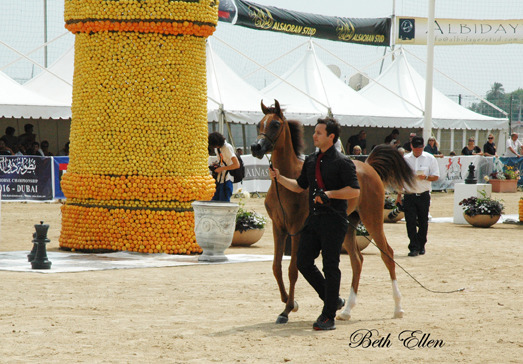2015 MENTON ARABIAN HORSE CHAMPIONSHIPS