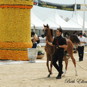 2015 MENTON ARABIAN HORSE CHAMPIONSHIPS