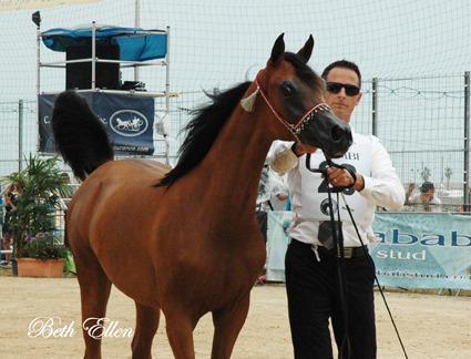 2015 MENTON ARABIAN HORSE CHAMPIONSHIPS