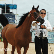 2015 MENTON ARABIAN HORSE CHAMPIONSHIPS