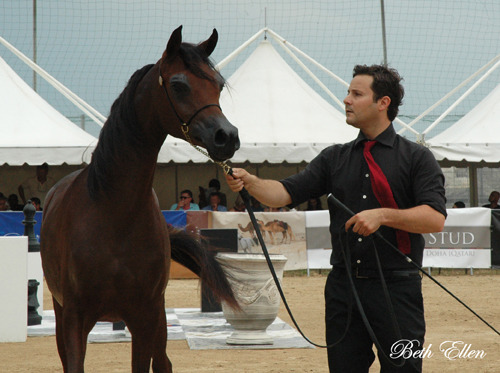 2015 MENTON ARABIAN HORSE CHAMPIONSHIPS