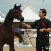 2015 MENTON ARABIAN HORSE CHAMPIONSHIPS