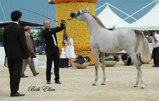 2015 MENTON ARABIAN HORSE CHAMPIONSHIPS