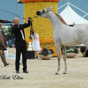 2015 MENTON ARABIAN HORSE CHAMPIONSHIPS