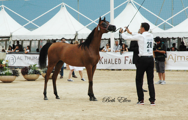2015 MENTON ARABIAN HORSE CHAMPIONSHIPS