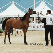 2015 MENTON ARABIAN HORSE CHAMPIONSHIPS