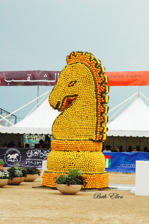 2015 MENTON ARABIAN HORSE CHAMPIONSHIPS