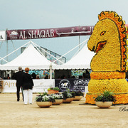 2015 MENTON ARABIAN HORSE CHAMPIONSHIPS