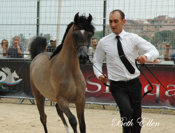 2015 MENTON ARABIAN HORSE CHAMPIONSHIPS