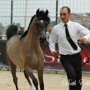 2015 MENTON ARABIAN HORSE CHAMPIONSHIPS