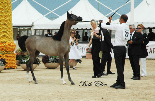 2015 MENTON ARABIAN HORSE CHAMPIONSHIPS