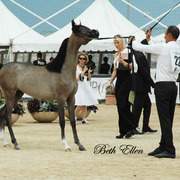 2015 MENTON ARABIAN HORSE CHAMPIONSHIPS