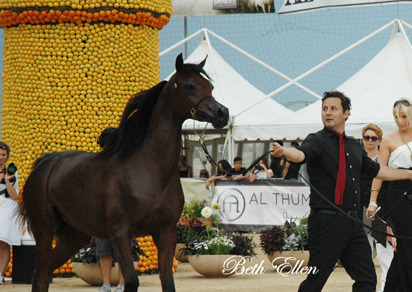 2015 MENTON ARABIAN HORSE CHAMPIONSHIPS