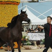 2015 MENTON ARABIAN HORSE CHAMPIONSHIPS