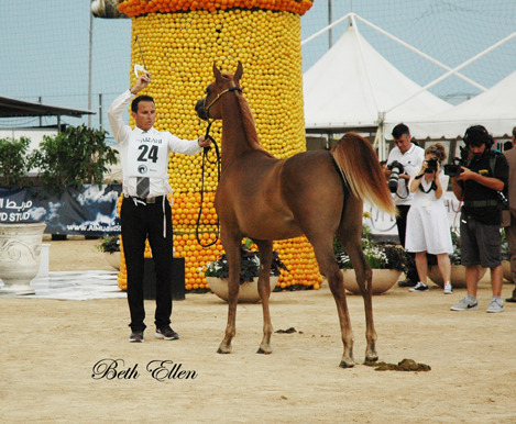 2015 MENTON ARABIAN HORSE CHAMPIONSHIPS