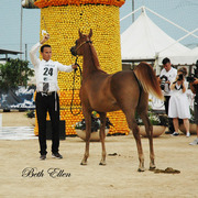 2015 MENTON ARABIAN HORSE CHAMPIONSHIPS
