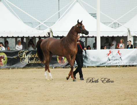 2015 MENTON ARABIAN HORSE CHAMPIONSHIPS