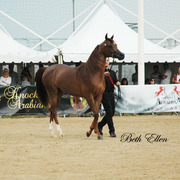 2015 MENTON ARABIAN HORSE CHAMPIONSHIPS