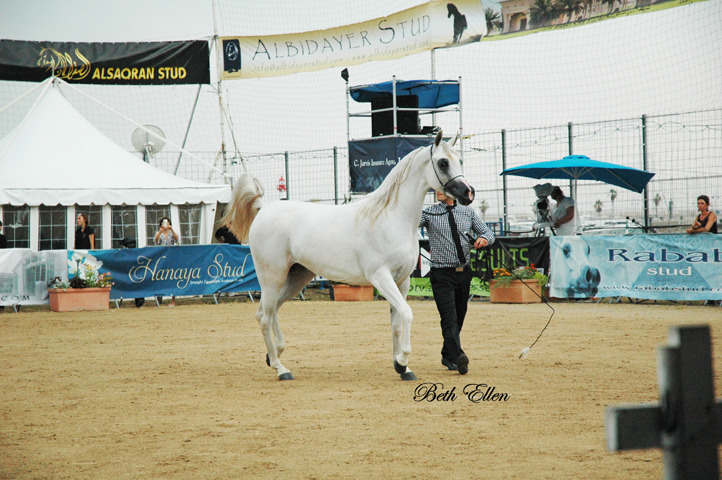 2015 MENTON ARABIAN HORSE CHAMPIONSHIPS