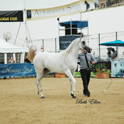 2015 MENTON ARABIAN HORSE CHAMPIONSHIPS