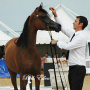 2015 MENTON ARABIAN HORSE CHAMPIONSHIPS