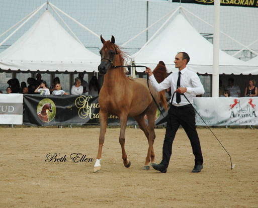 2015 MENTON ARABIAN HORSE CHAMPIONSHIPS