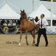 2015 MENTON ARABIAN HORSE CHAMPIONSHIPS