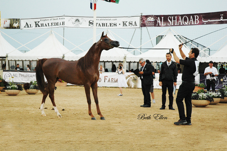 2015 MENTON ARABIAN HORSE CHAMPIONSHIPS