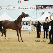 2015 MENTON ARABIAN HORSE CHAMPIONSHIPS