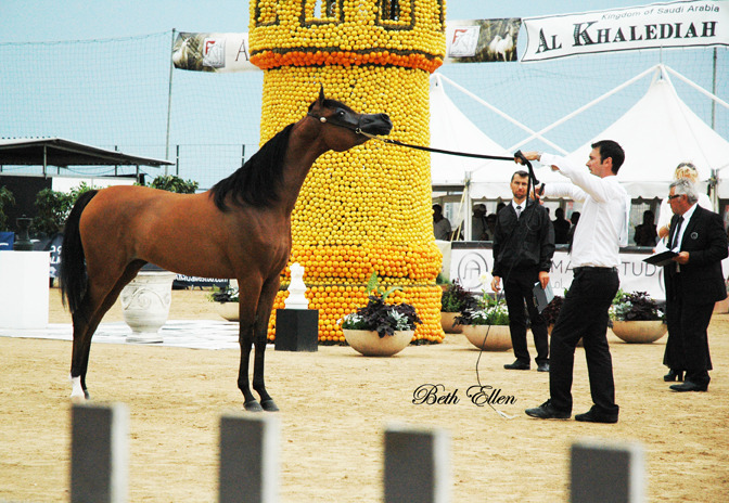 2015 MENTON ARABIAN HORSE CHAMPIONSHIPS