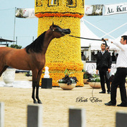2015 MENTON ARABIAN HORSE CHAMPIONSHIPS
