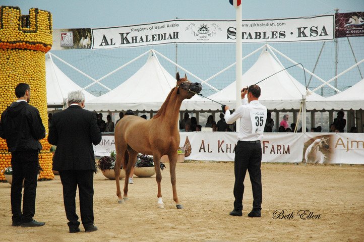 2015 MENTON ARABIAN HORSE CHAMPIONSHIPS