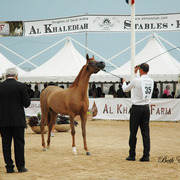 2015 MENTON ARABIAN HORSE CHAMPIONSHIPS
