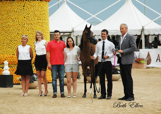 2015 MENTON ARABIAN HORSE CHAMPIONSHIPS