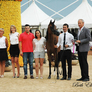 2015 MENTON ARABIAN HORSE CHAMPIONSHIPS