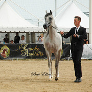 2015 MENTON ARABIAN HORSE CHAMPIONSHIPS