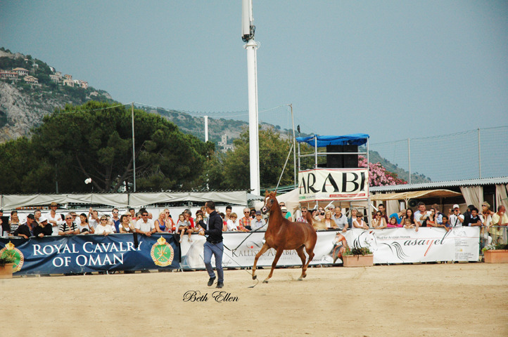 2015 MENTON ARABIAN HORSE CHAMPIONSHIPS