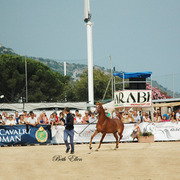 2015 MENTON ARABIAN HORSE CHAMPIONSHIPS