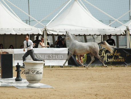 2015 MENTON ARABIAN HORSE CHAMPIONSHIPS