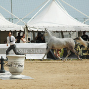 2015 MENTON ARABIAN HORSE CHAMPIONSHIPS