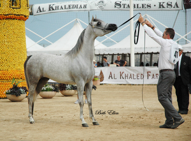 2015 MENTON ARABIAN HORSE CHAMPIONSHIPS