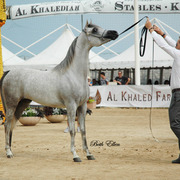 2015 MENTON ARABIAN HORSE CHAMPIONSHIPS