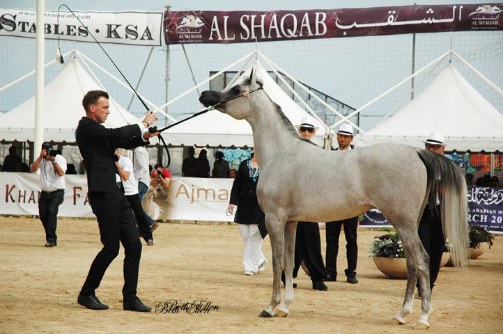 2015 MENTON ARABIAN HORSE CHAMPIONSHIPS