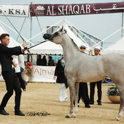 2015 MENTON ARABIAN HORSE CHAMPIONSHIPS